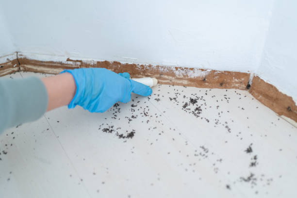 Best Affordable Pest Control Services  in Joanna, SC